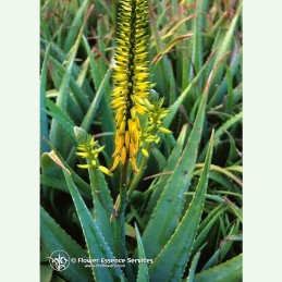 Aloe vera élixir floral californien FES