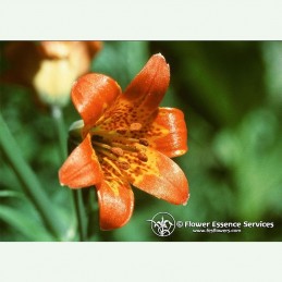 Alpine Lily élixir floral californien FES