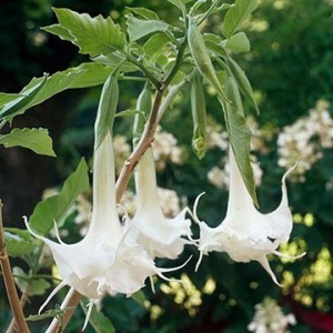 Angel's Trumpet élixir floral californien FES