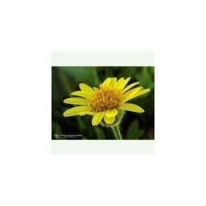 Arnica élixir floral californien FES