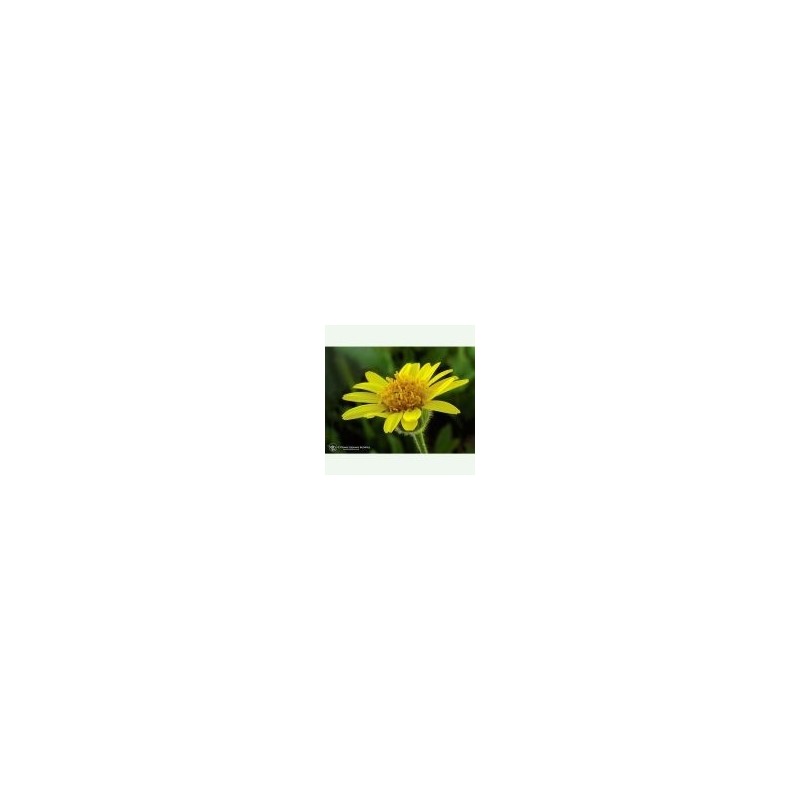 Arnica élixir floral californien FES