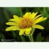 Arnica élixir floral californien FES