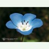 Baby Blue Eyes élixir floral californien FES