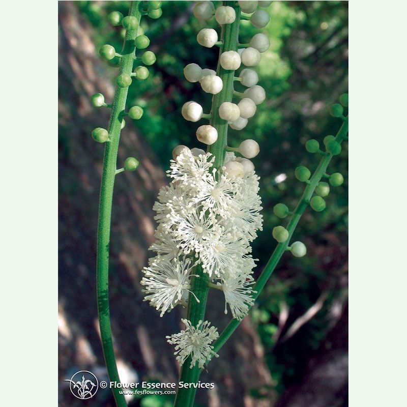 Black Cohosh élixir floral californien FES