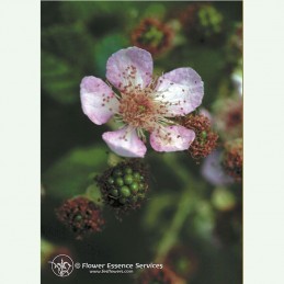 Blackberry élixir floral californien FES