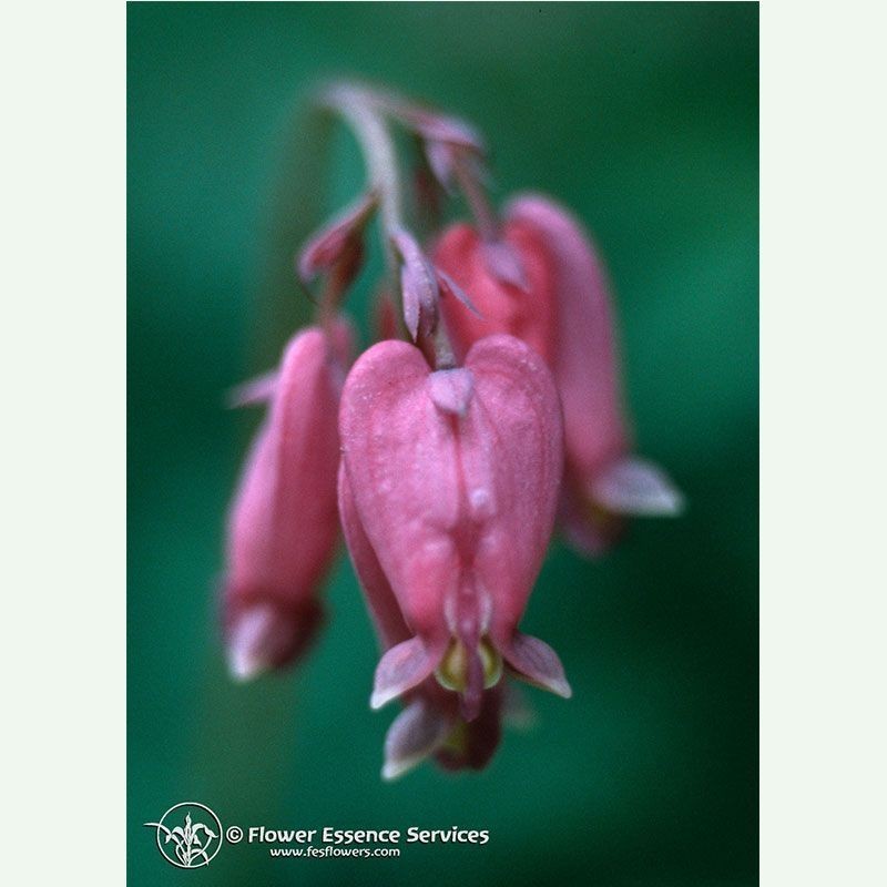 Bleeding Heart élixir floral californien FES