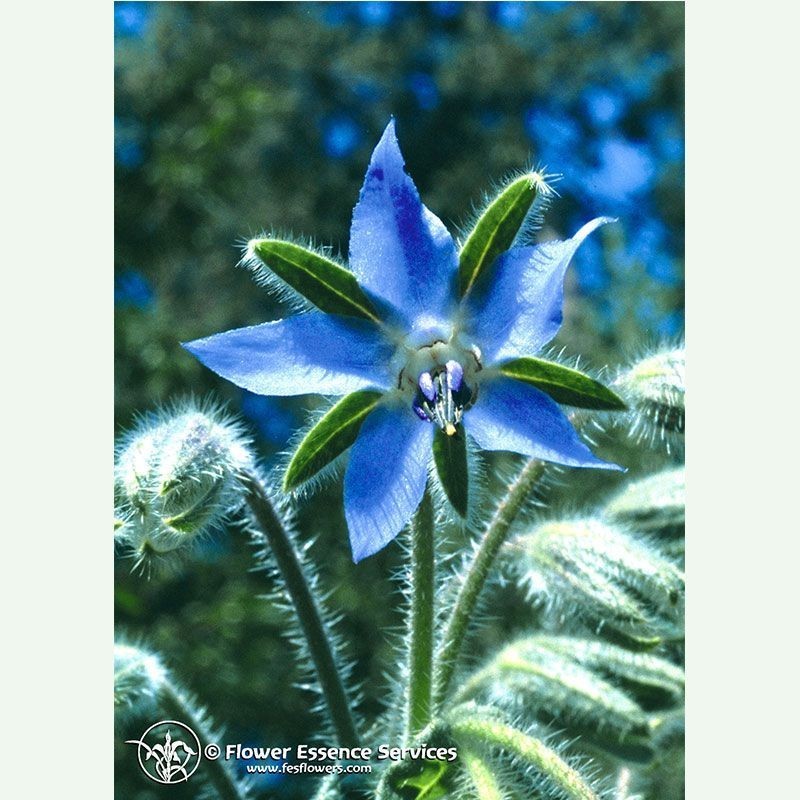 Borage élixir floral californien FES