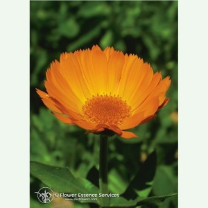 Calendula élixir floral californien FES