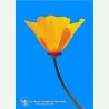 California Poppy élixir floral californien FES