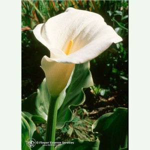 Calla Lily élixir floral californien FES