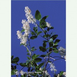 Deerbrush élixir floral californien FES