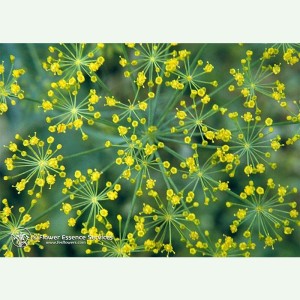 Dill élixir floral californien FES