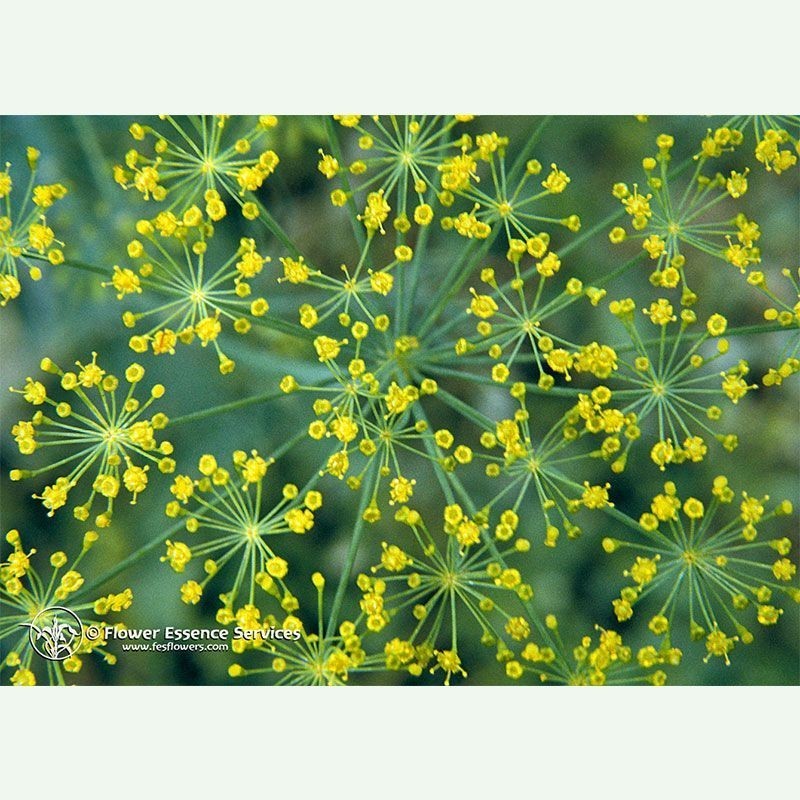 Dill élixir floral californien FES