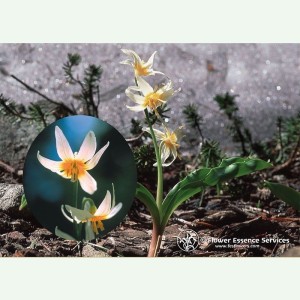 Fawn Lily élixir floral californien FES