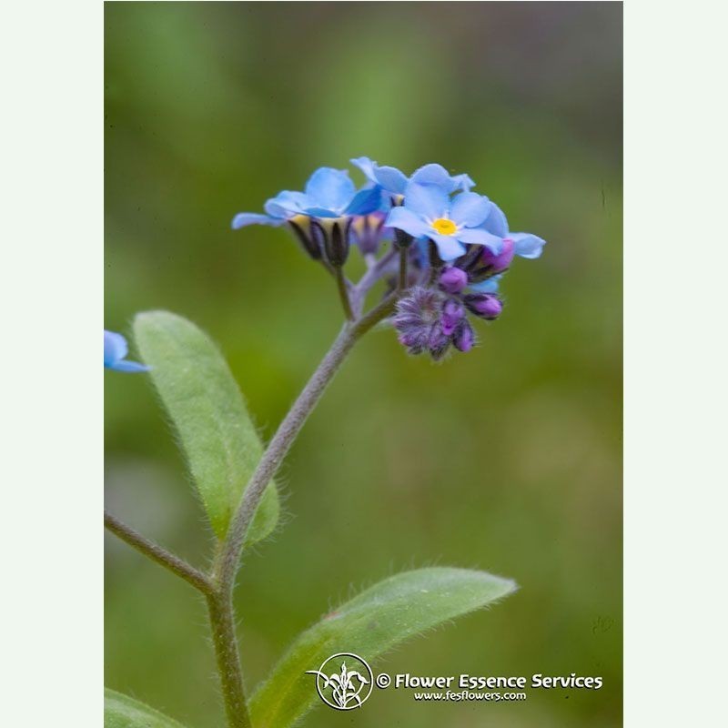 Forget-Me-Not élixir floral californien FES Forget-Me-Not élixir floral californien FES