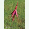 Fuchsia élixir floral californien FES
