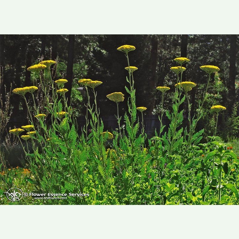 Golden Yarrow élixir floral californien FES