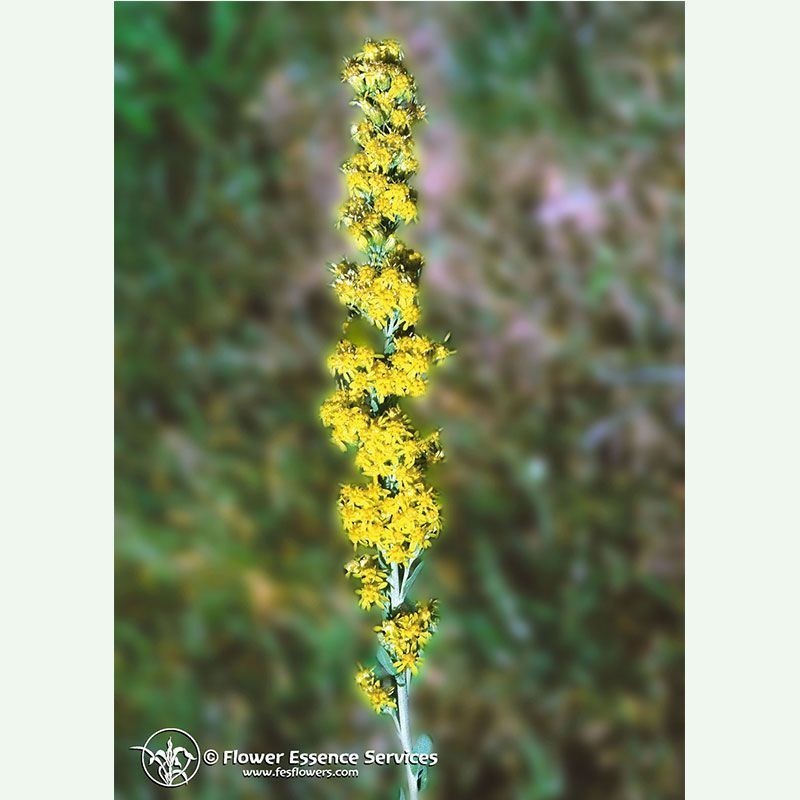Goldenrod élixir floral californien FES