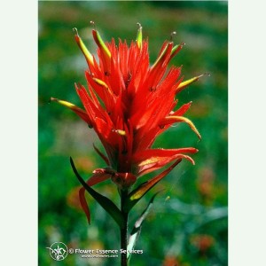 Indian Paintbrush élixir floral californien FES