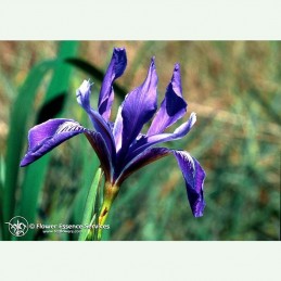 Iris  élixir floral californien FES
