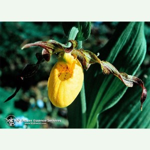 Lady's Slipper élixir floral californien FES