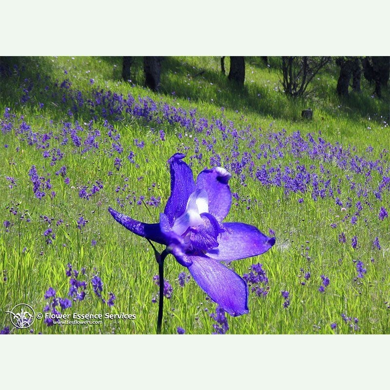 Larkspur élixir floral californien FES