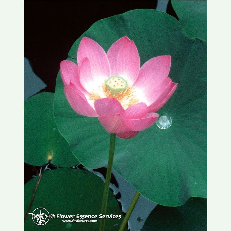 Lotus élixir floral californien FES