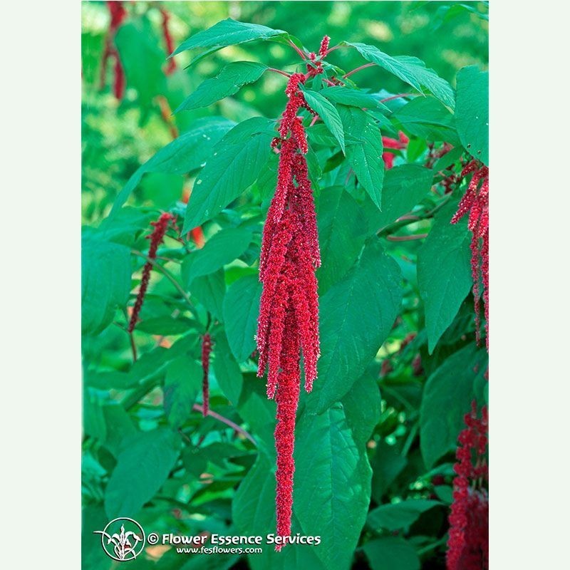 Love-lies-bleeding élixir floral californien FES