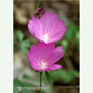 Mallow élixir floral californien FES