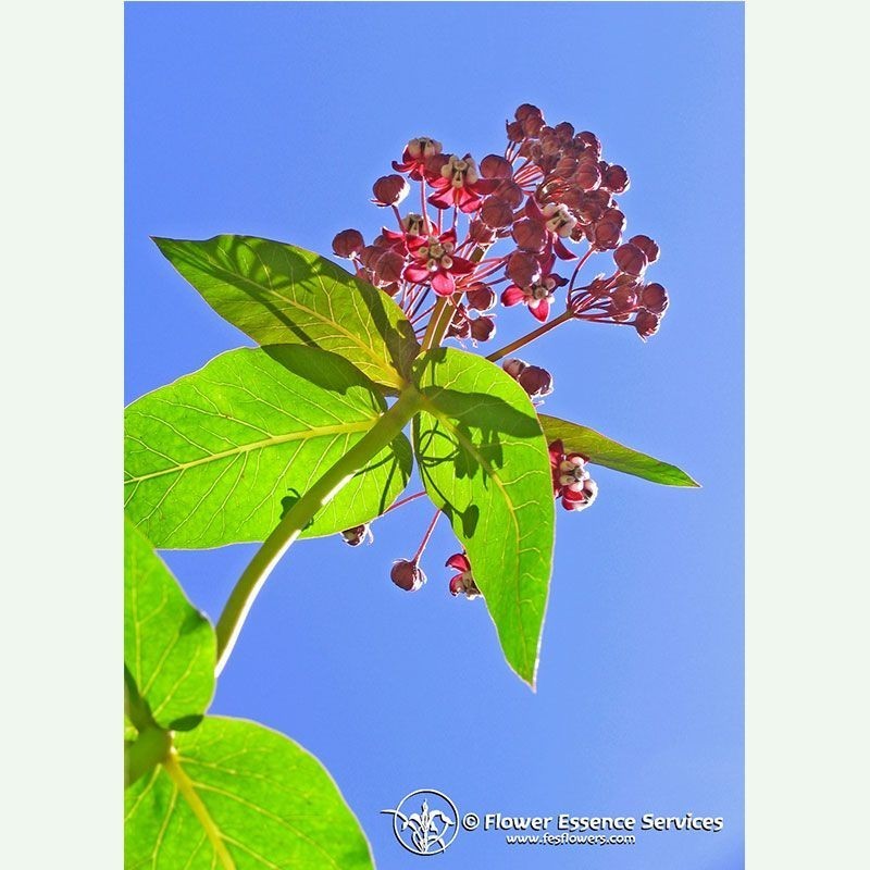 Milkweed élixir floral californien FES