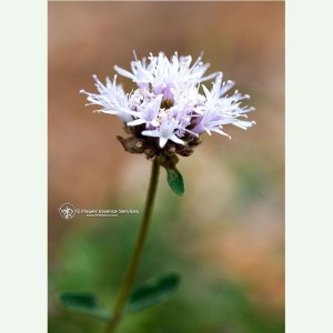 Mountain Pennyroyal élixir floral californien FES