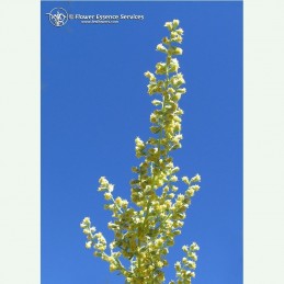 Mugwort élixir floral californien FES