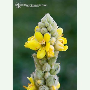 Mullein élixir floral californien FES