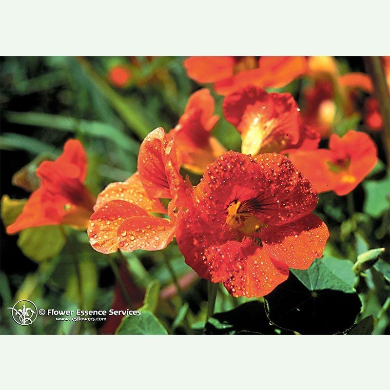 Nasturium élixir floral californien FES