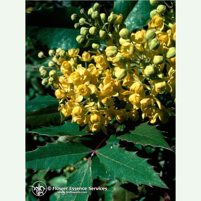 Oregon grape  élixir floral californien FES