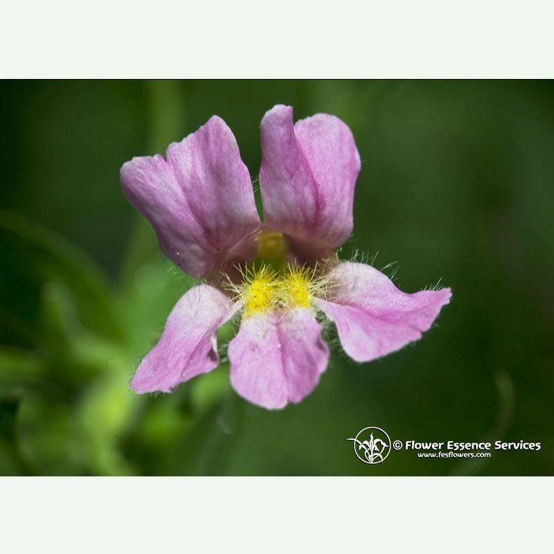 Pink Monkeyflower  élixir floral californien FES