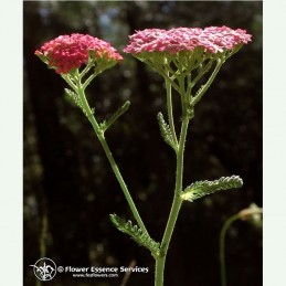 Pink Yarrow  élixir floral californien FES