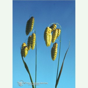 Quaking Grass  élixir floral californien FES