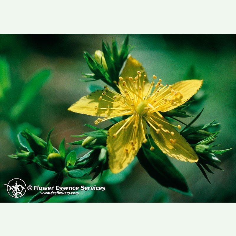 Saint John's Wort élixir floral californien FES