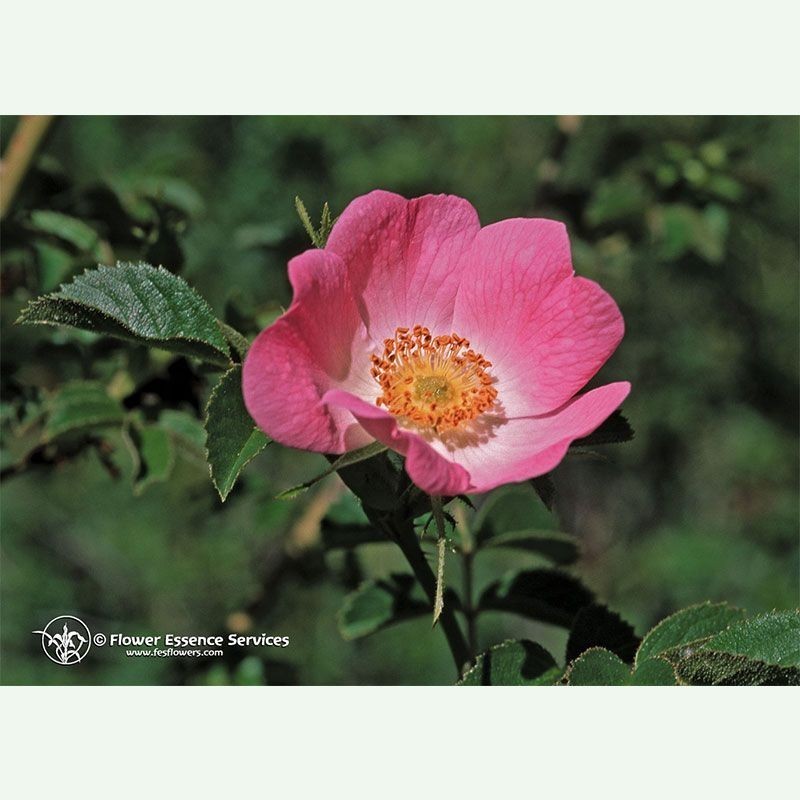 California Wild Rose élixir floral californien FES