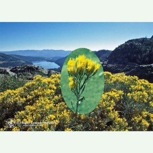 Rabbitbrush élixir floral californien FES