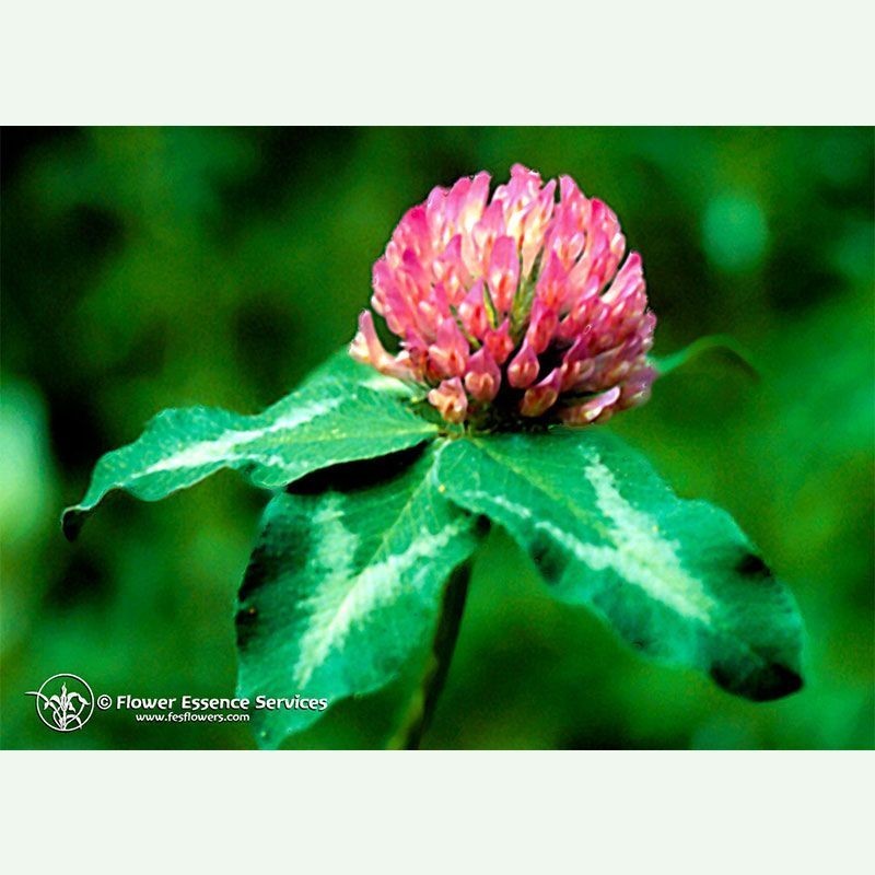 Red Clover élixir floral californien FES