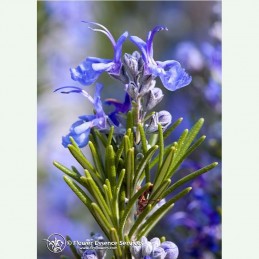 Rosemary élixir floral californien FES