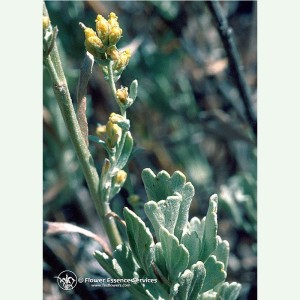 Sagebrush pour entrer en contact avec le Soi élixir FES