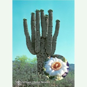 Saguaro pour l'intégration du passé élixir FES