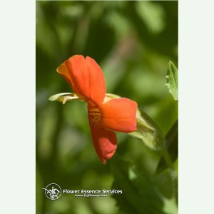 Scarlet Monkeyflower contre la trop forte intégration des émotions FES