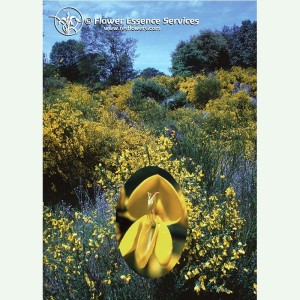 Scotch Broom contre le pessimisme élixir FES