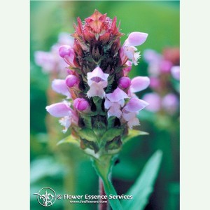 Self-Heal élixir floral...