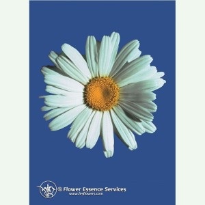 Shasta Daisy aide à avoir une pensée synthétique élixir FES