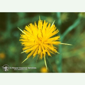 Star Thistle contre la peur de manquer élixir FES